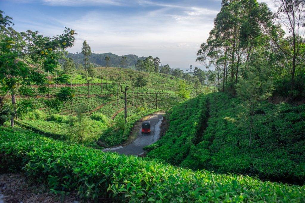a tuk tuk drives through tea plantations in Sri Lanka