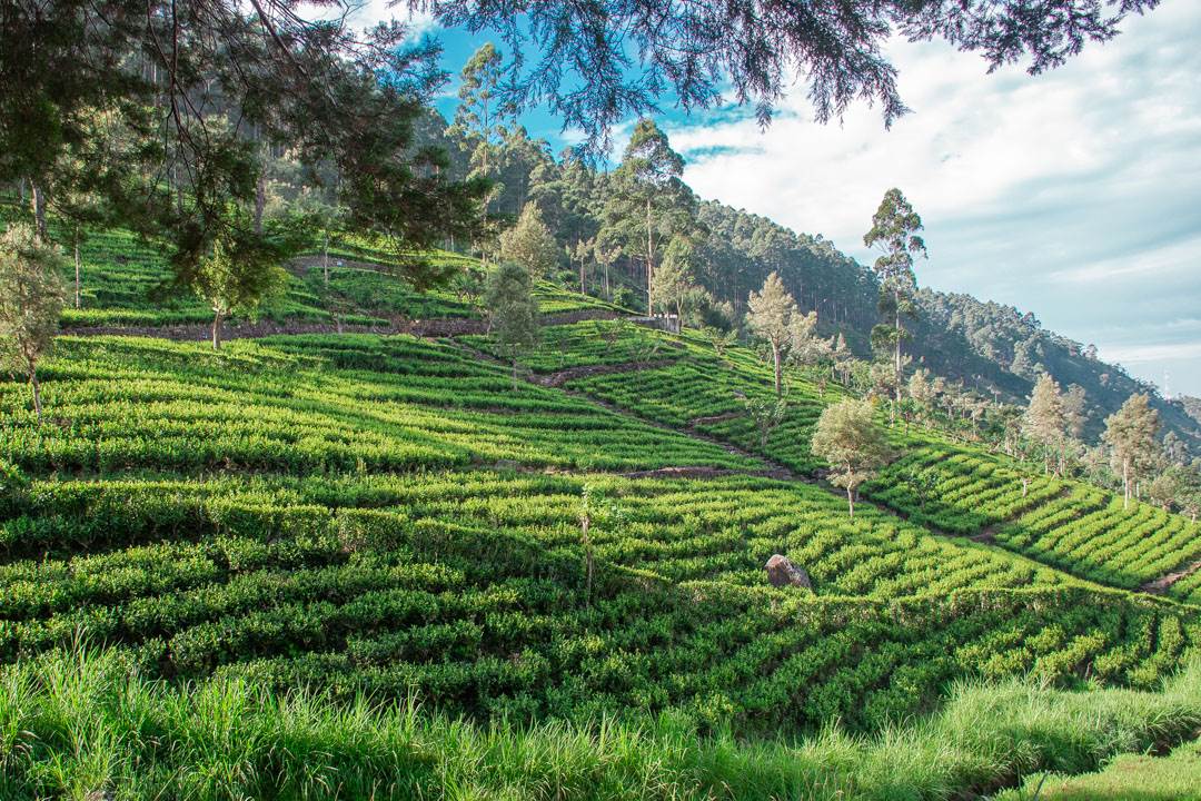 Tea plantations around Sri Lanka
