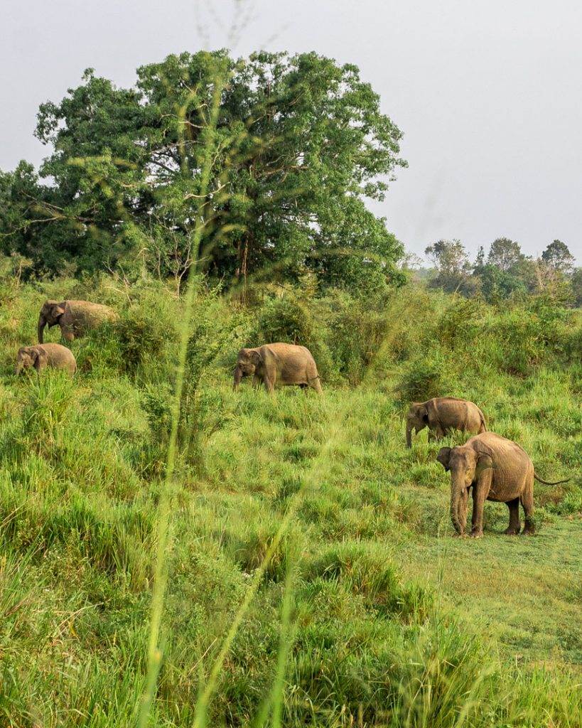 Elephants in Minneriya National Park, Sri Lanka