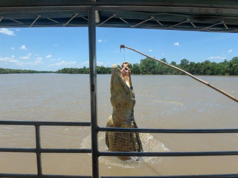 The BEST Jumping Croc Cruise in Darwin: Our Absolute Favorite Tour & Why!
