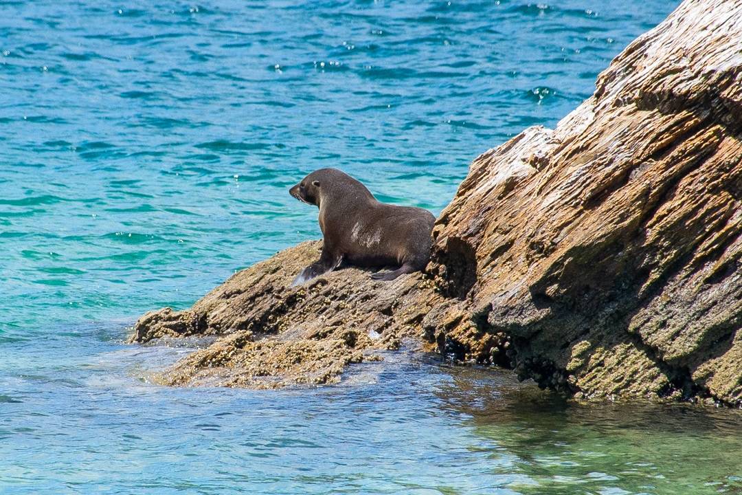 A seal in the Marlborough Sounds