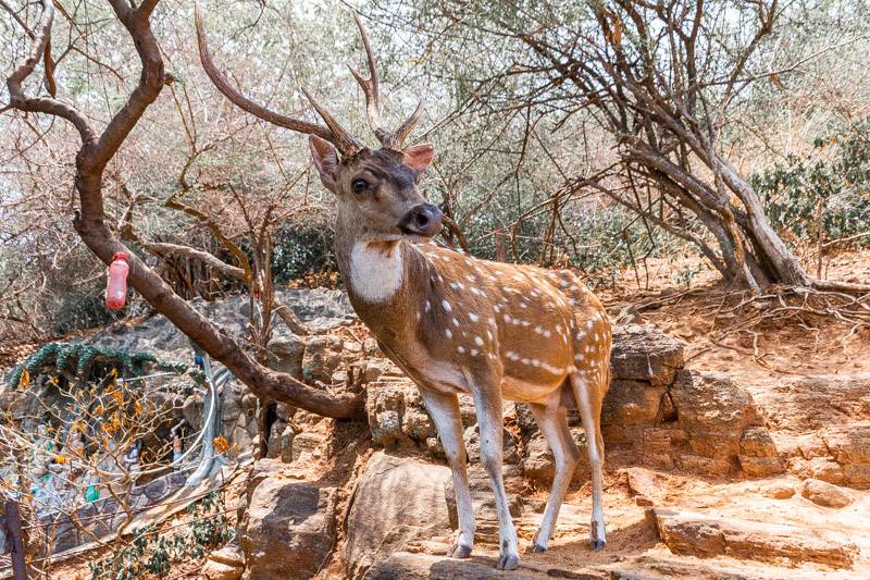 spotted deer in Sri Lanka