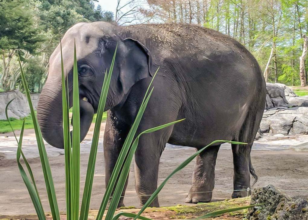 An elephant at the Auckland Zoo