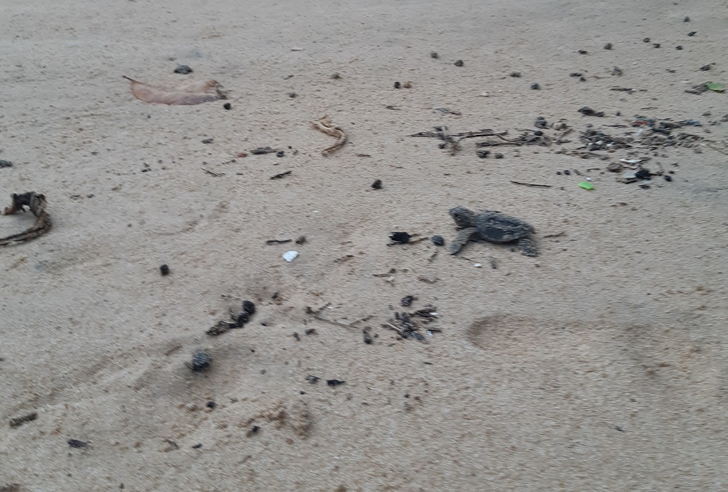 baby turtle runs hatches and runs for the water at hikkaduwa beach, Sri Lanka