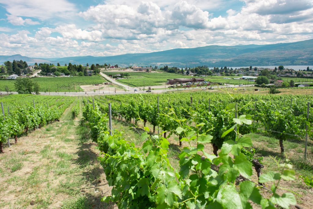 the views on the Kelowna wine tour