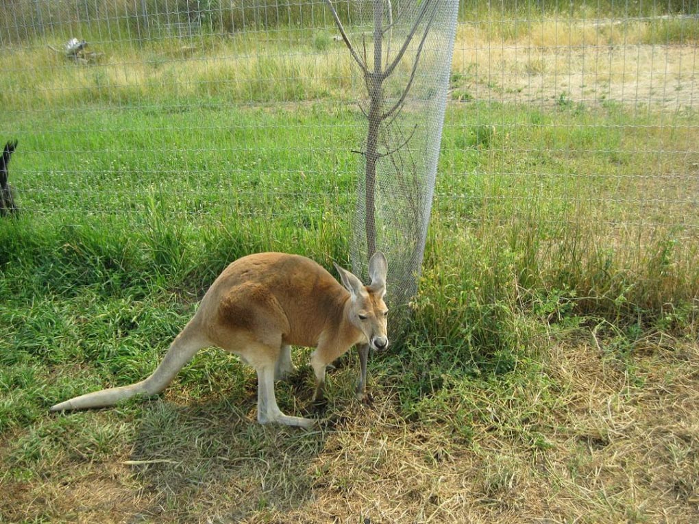 A Kangaroo hops around at the The Kangaroo farm in Kelowna!