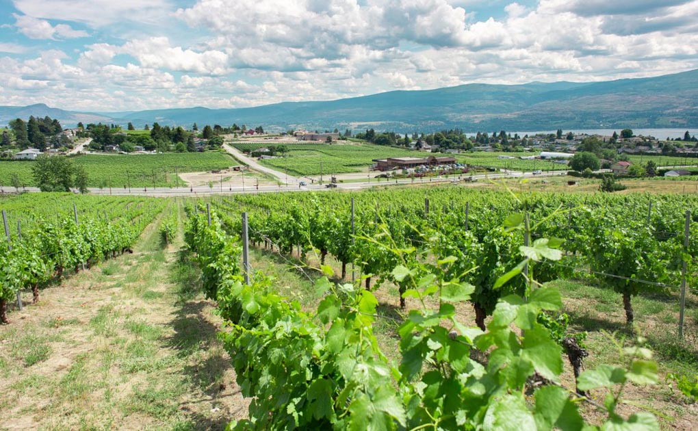 Vineyards in Kelowna British Columbia