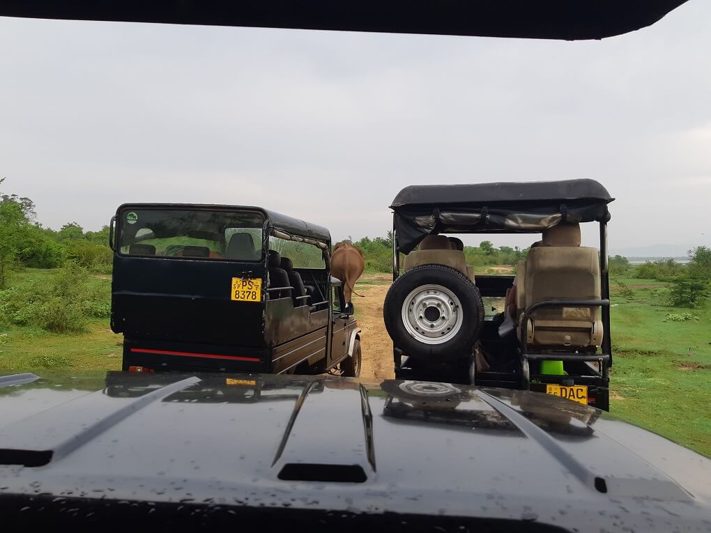 two safari jeeps chasing an elephant in Udawalawe National Park, Sri Lanka
