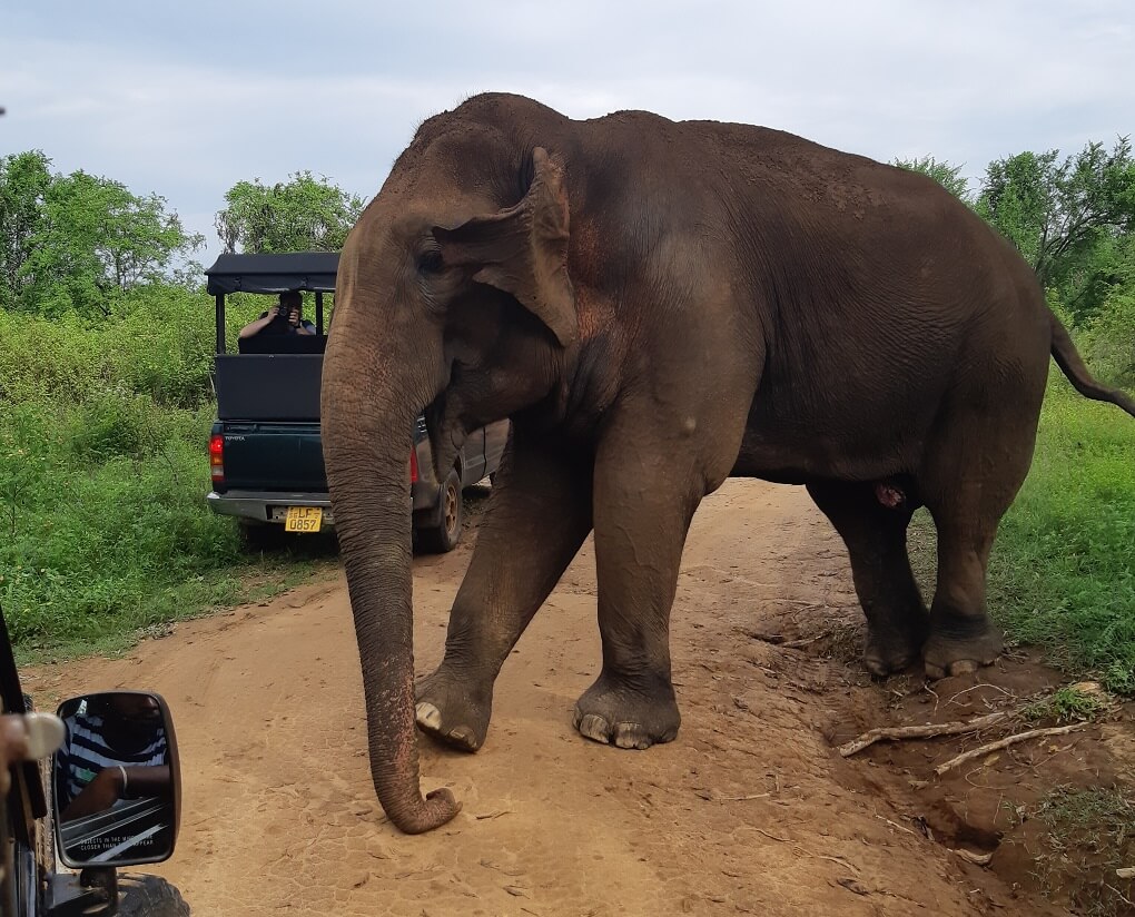 elephant crossing in front of a safari jeep in Udawalawe National Park, Sri Lanka