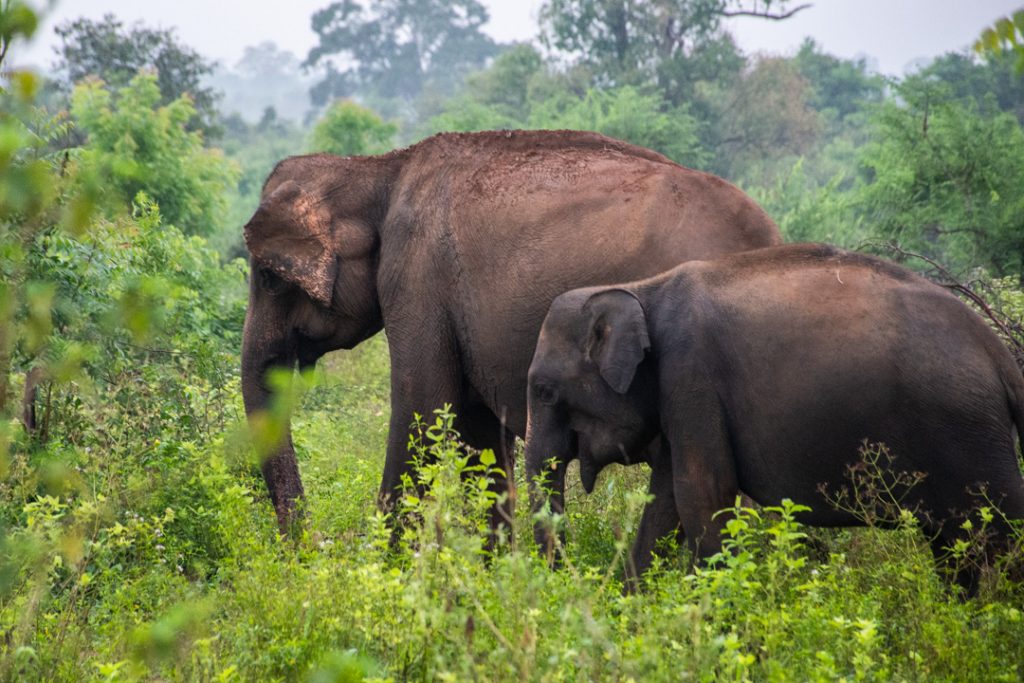 mother and bay elephant in Udawalawe National Park