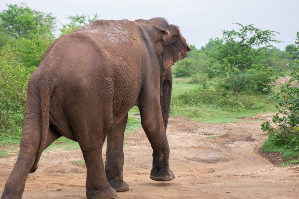 elephants being followed in Udawalawe National park