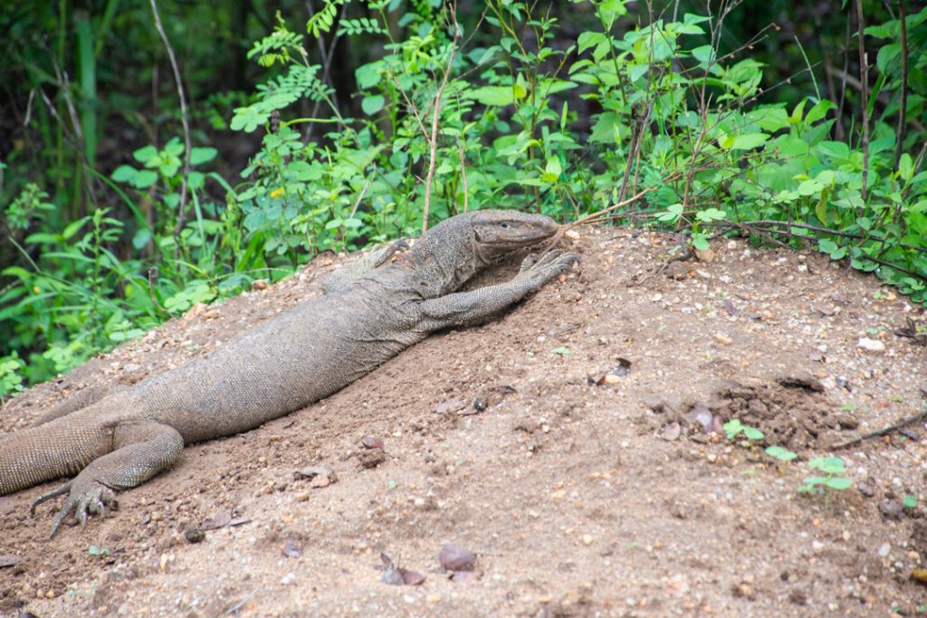 A large lizard in Udawalawe 