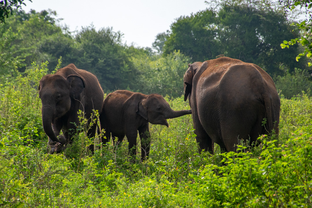 3 elephants standing toegther with a baby in Sri Lanka