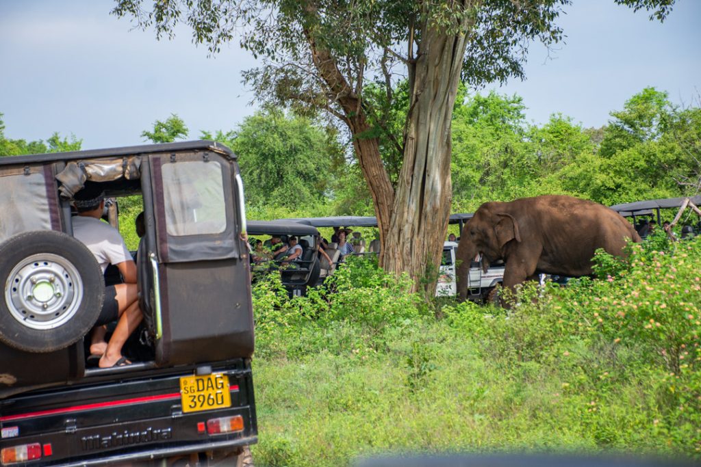Crowds of jeaps in Udawalawe National Park