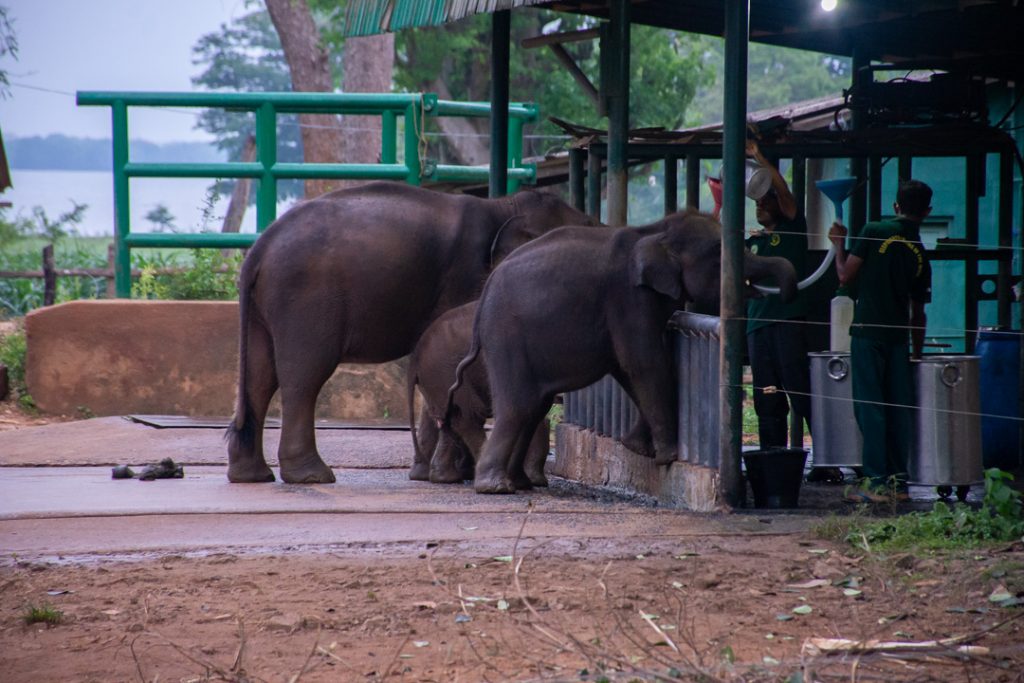 Baby elephants getting fed at the elephant orphanage in Udawalawe
