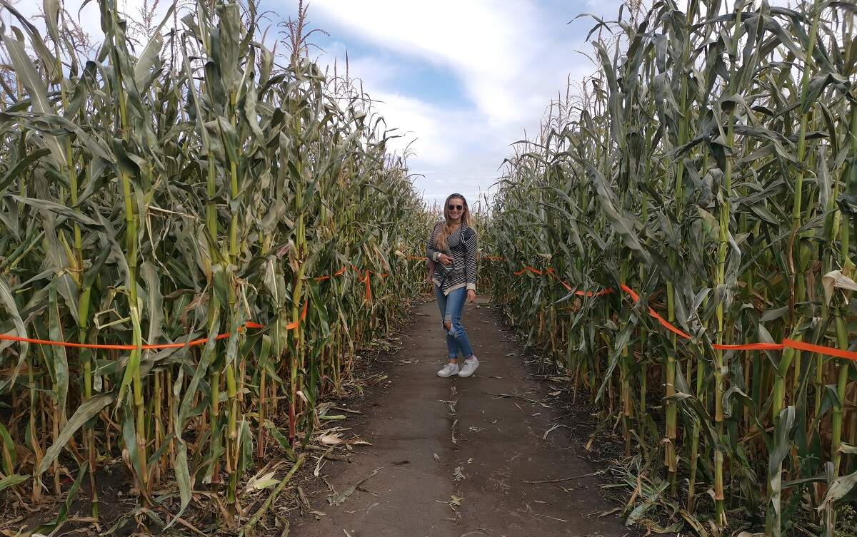 Bailey stands in a corn maze in Saskatoon