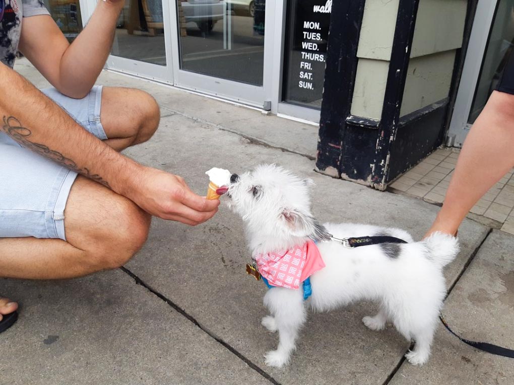 Daniel feeds a dog ice cream at Beppis Ice Cream in Saskatoon, SK