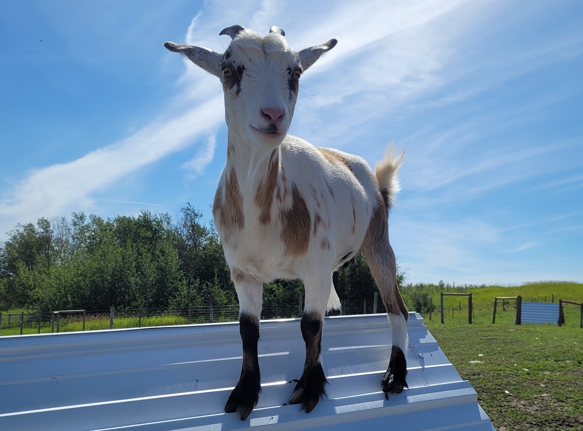 a goat at Wander's Tiny Farm