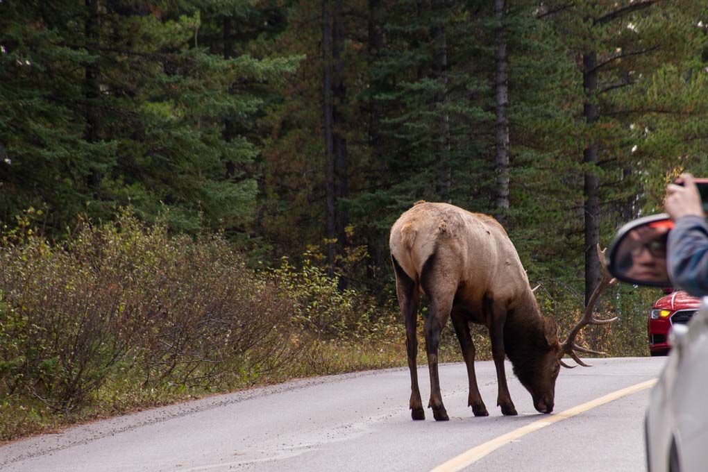 Wildlife watching in Banff National Park