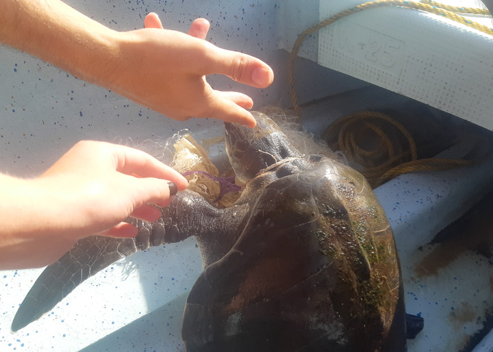 Rescuing a turtle in Mexico