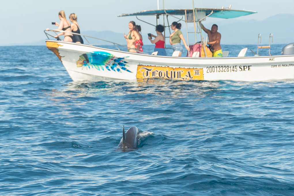 Dolphin Watching in Puerto Escondido