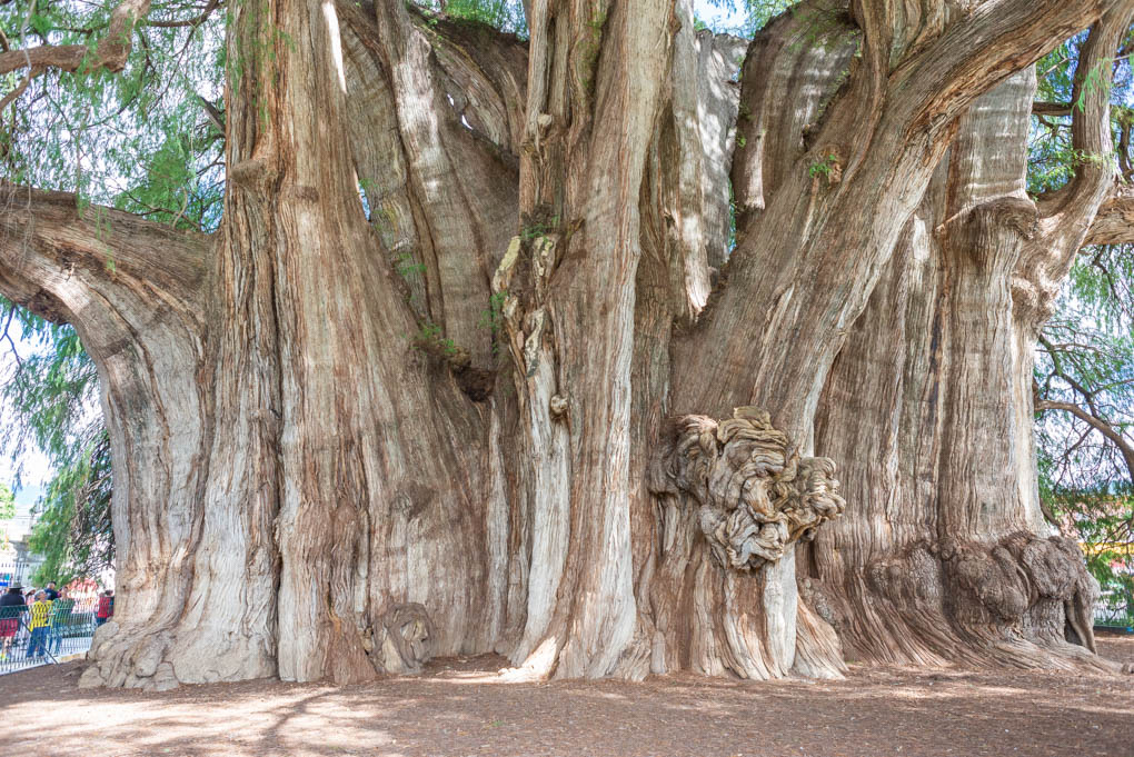 The Tule Tree, Mexico