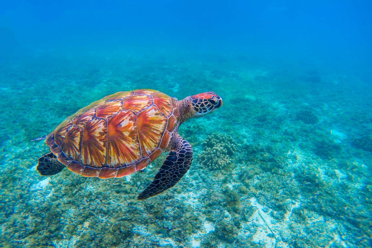 A turtle swims through the water in Mexico