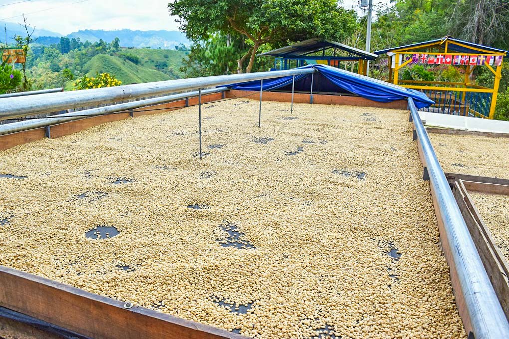 The coffee beans drying out at a farm in Salento