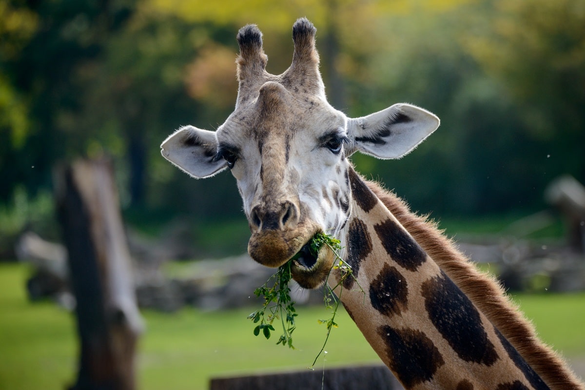 a giraffe eating leaves