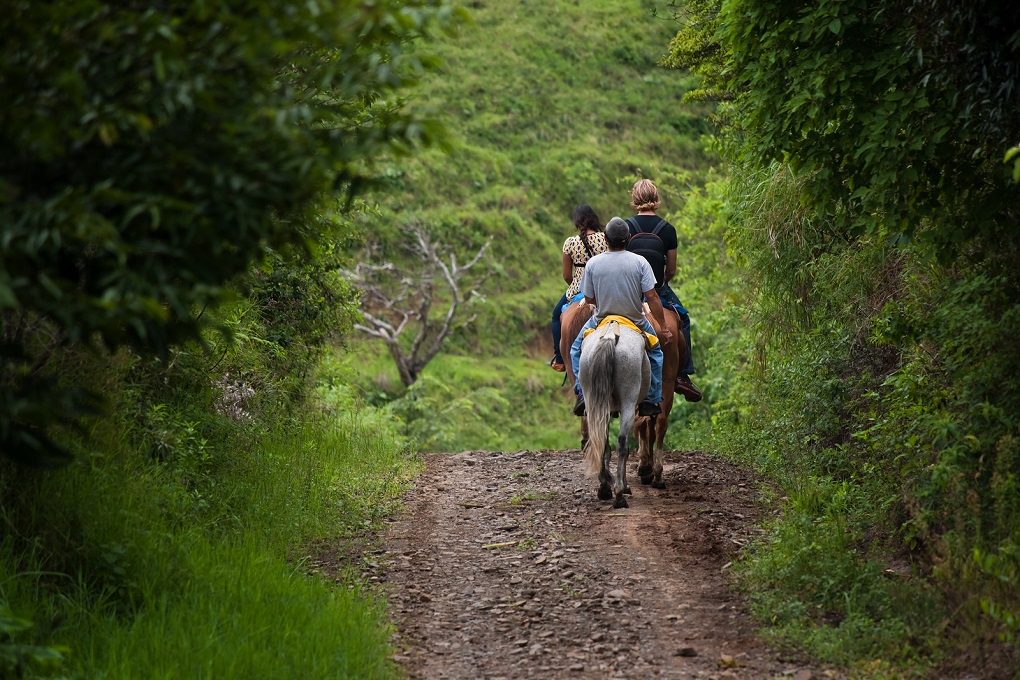 people riding horseback through the jungle