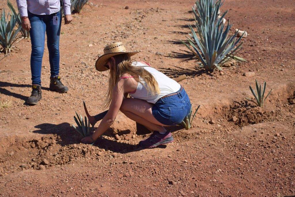 woman planting blue agave in Tequila, Jalisco