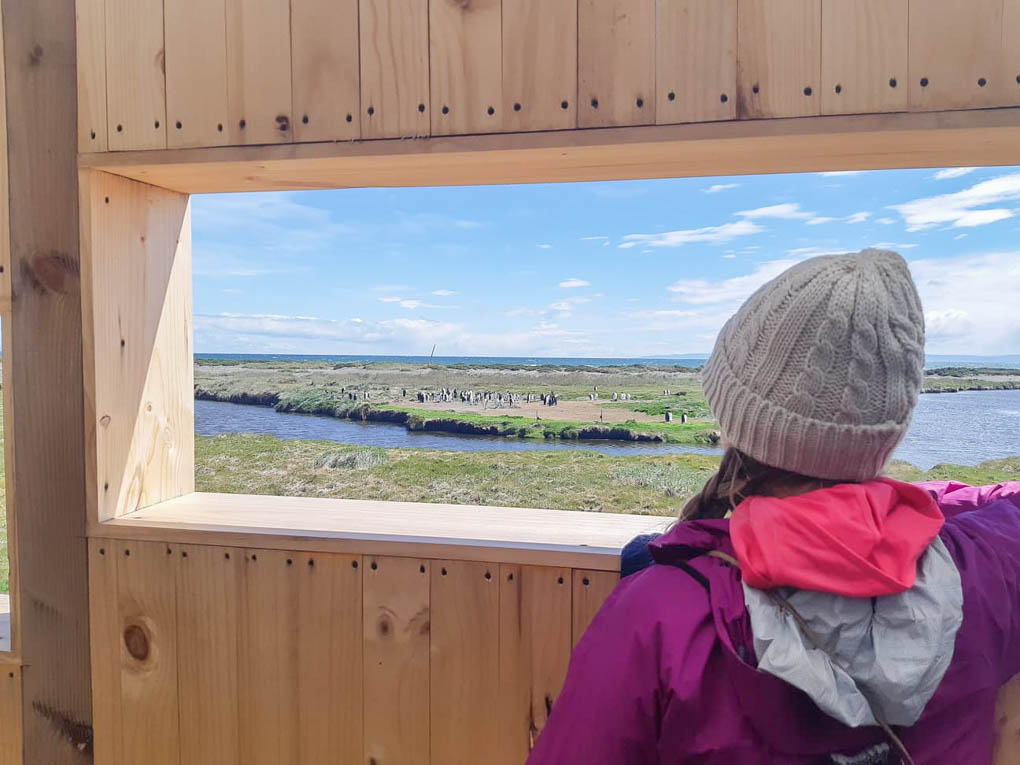 person viewing king penguins from the viewing shelter in king penguin park in chiles