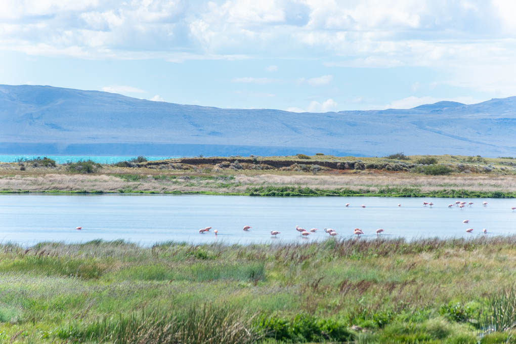 Laguna Nimez, El Calafate
