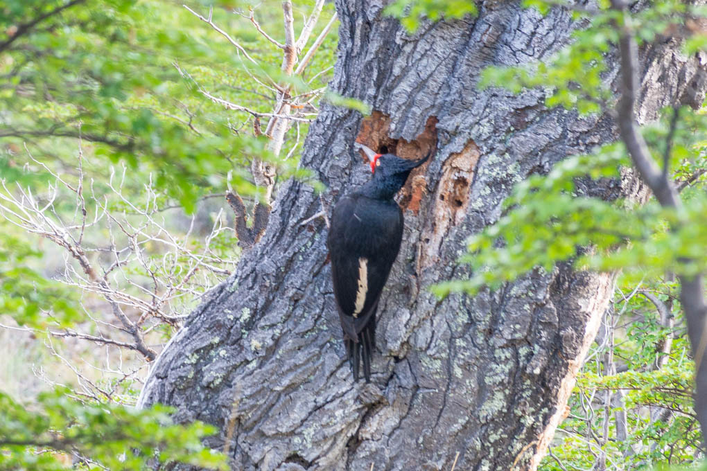 Woodpecker in El Chalten, Argentina