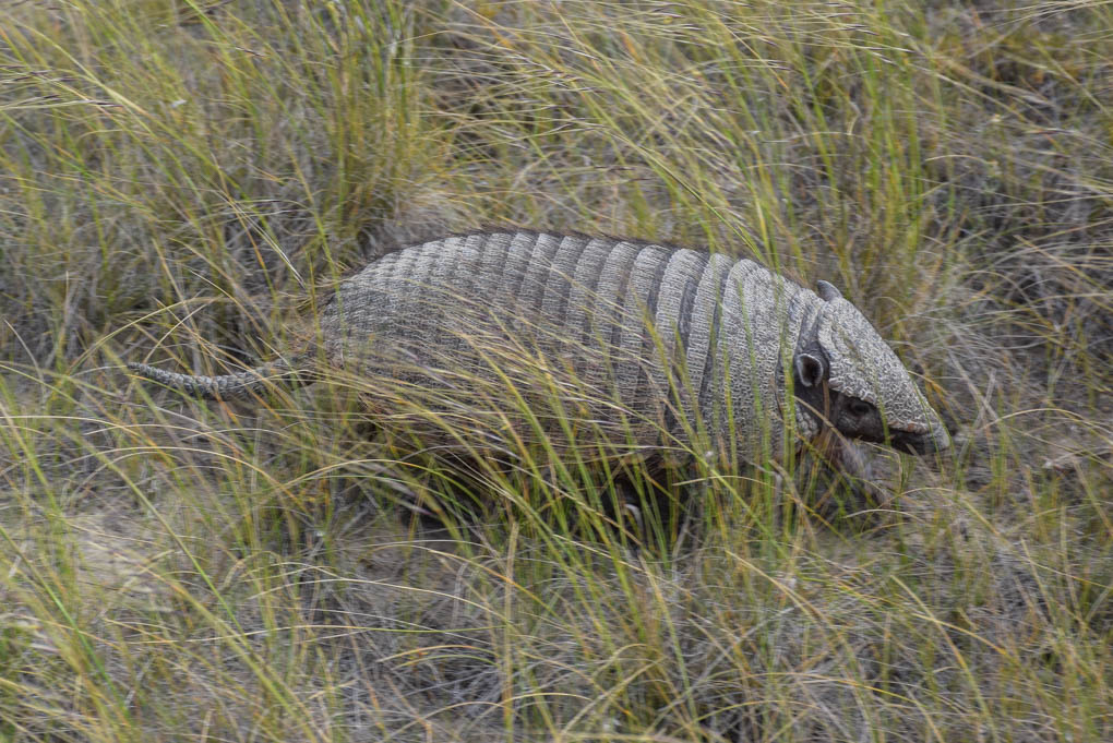 armadillo at peninsula valdes near puerto madryn