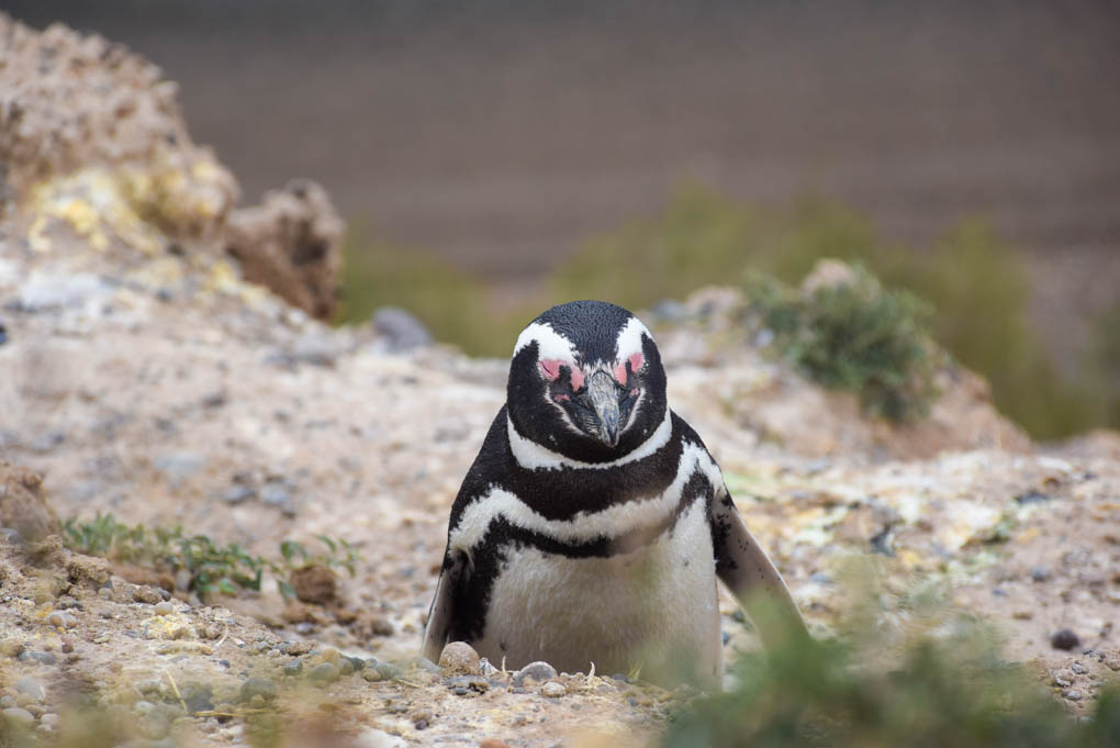 penguins on isla de magdalena near Punta Arenas in Patagonia