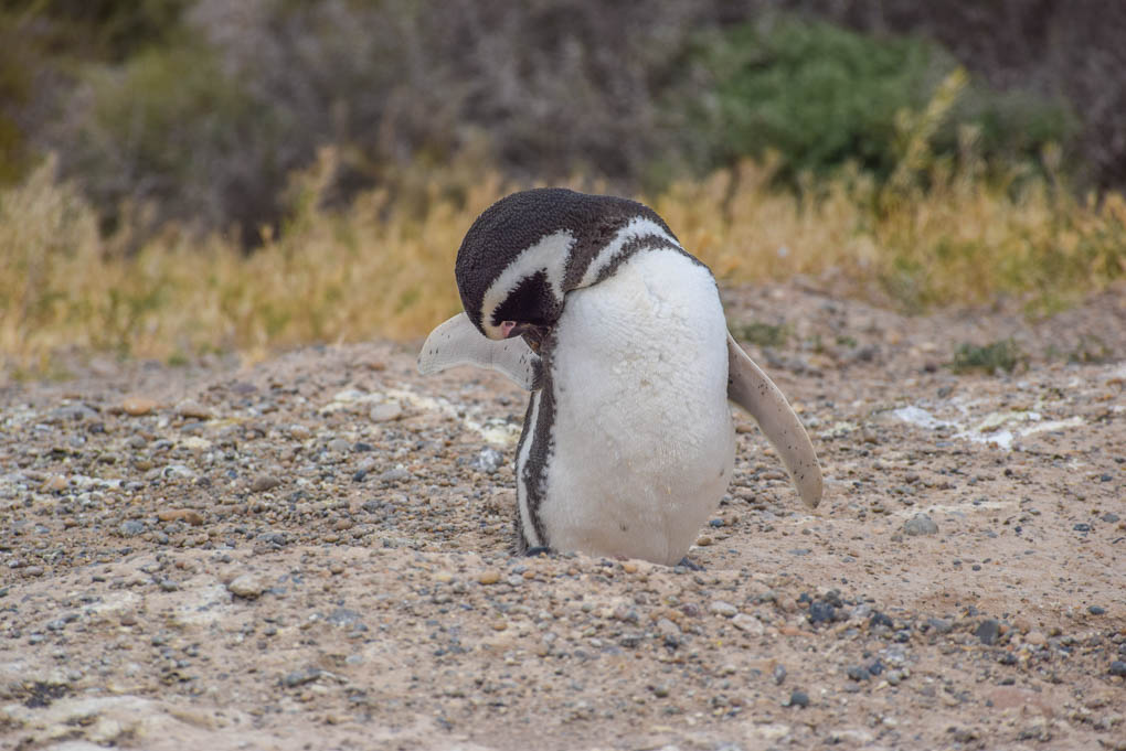 Penguins in Punta Tombo, Argentina