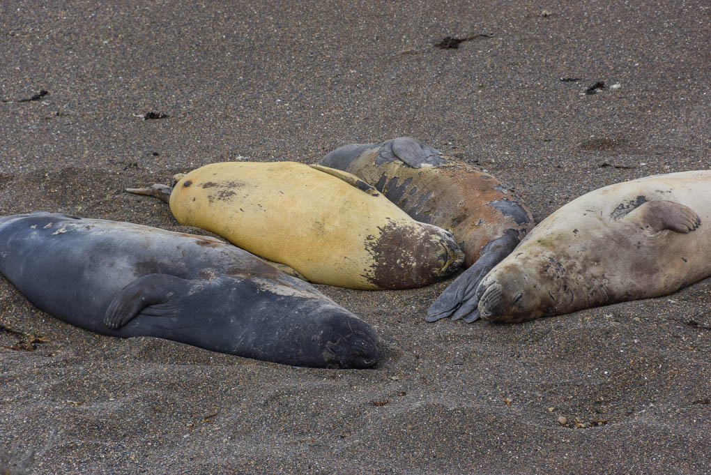 Seals lay on a beach on Peninsular Valdez, Puerto Madryn