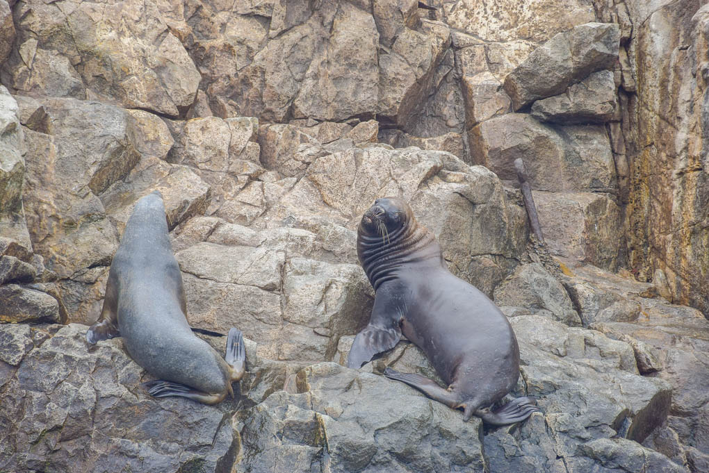 a couple of sea lions laying on a rock in chile