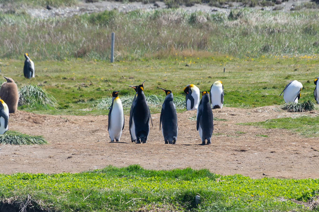king penguins on Tierra del Fuego