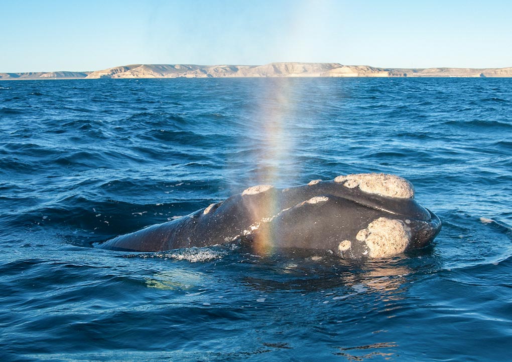 A Right Whale in Peninsula Valdes Argentina