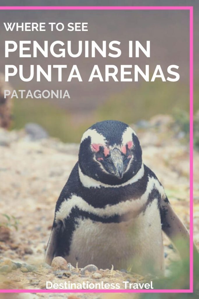 where to see penguins in punta arenas pinterest image