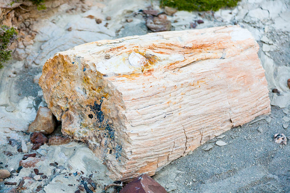 La Leona Petrified Forrest, Argentina