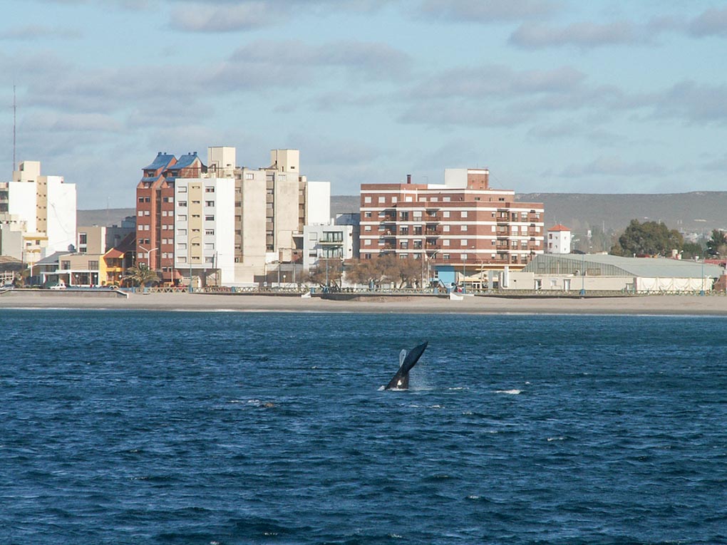 A Southern Right Whale dives with a backdrop of Puerto Madryn Argentina.