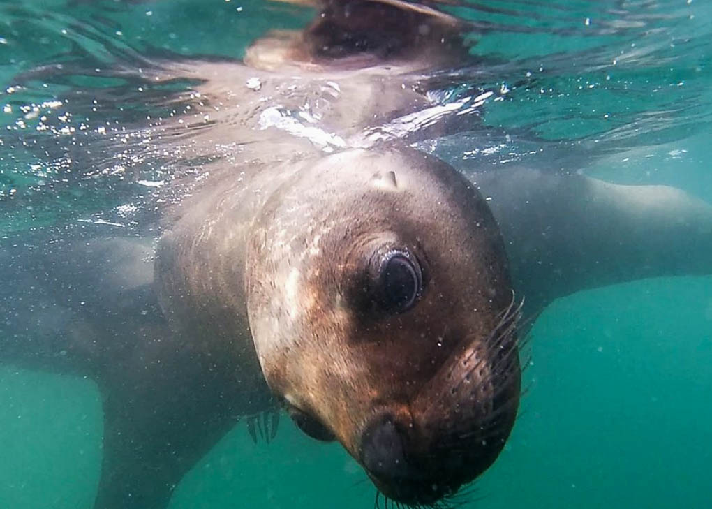 Swimming with Sea Lions in Puerto Madryn 