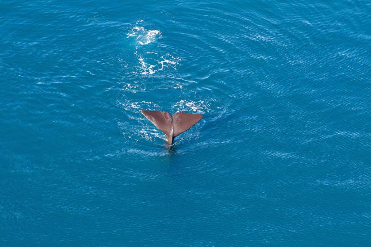 A whale as seen from a tour with Kaikoura Helicopters