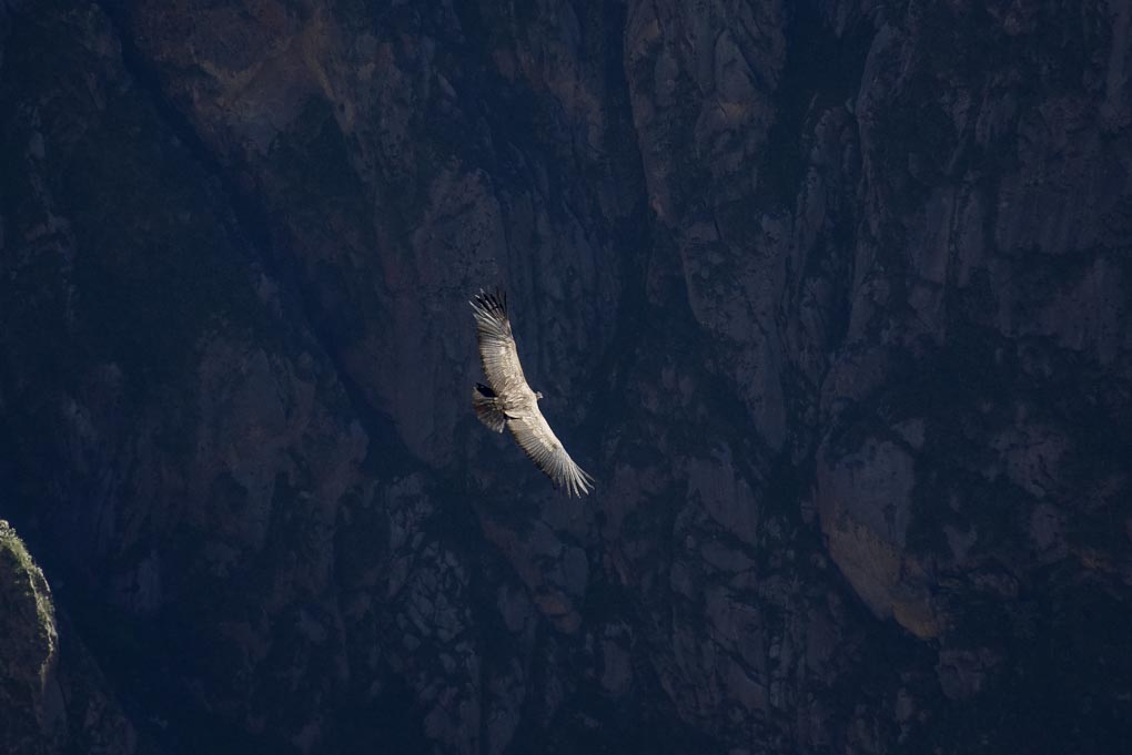 A condor flies through the air