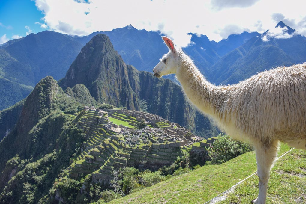 a Llama at Machu Picchu