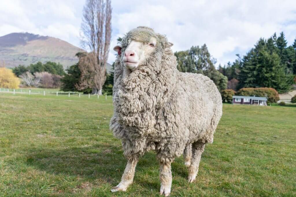 A sheep poses for a photo at the Mt Nicholas Farm tour
