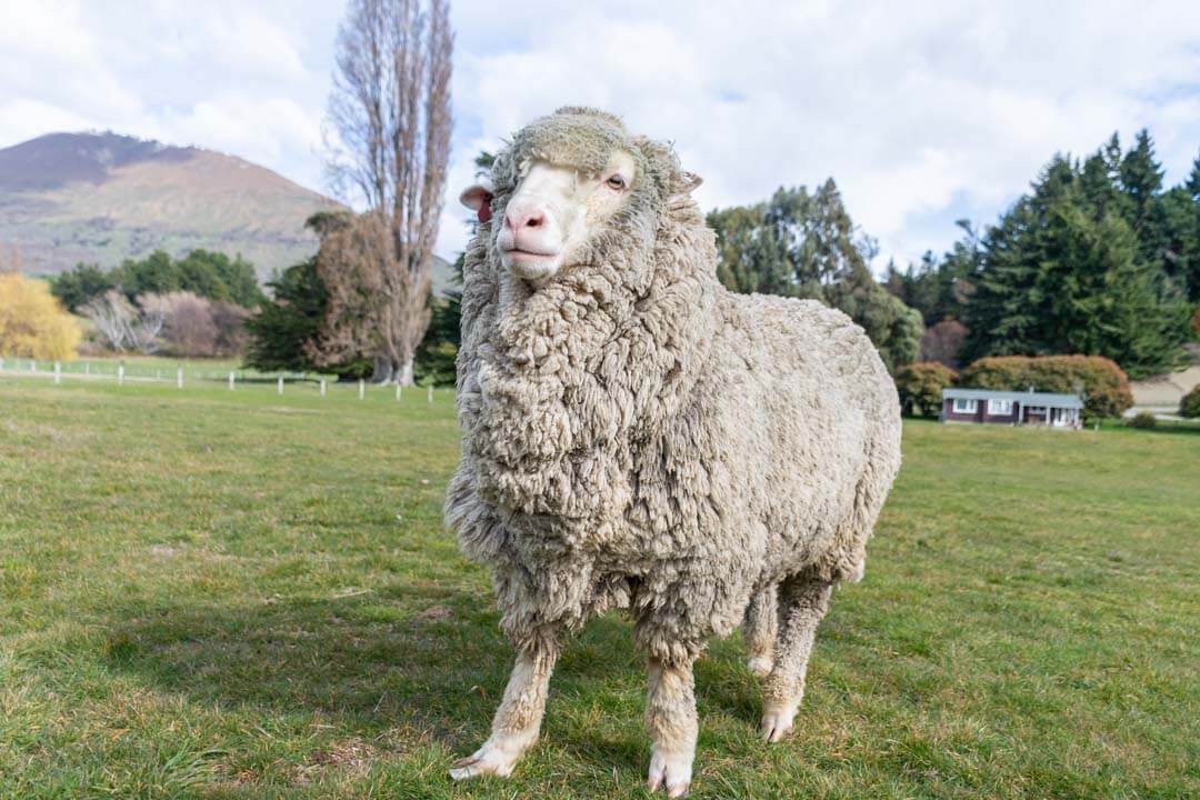 A sheep poses for a photo at the Mt Nicholas Farm tour